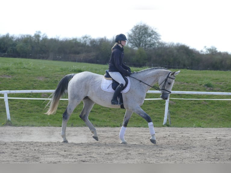 Westphalien Jument 11 Ans 169 cm Gris in Ganschow