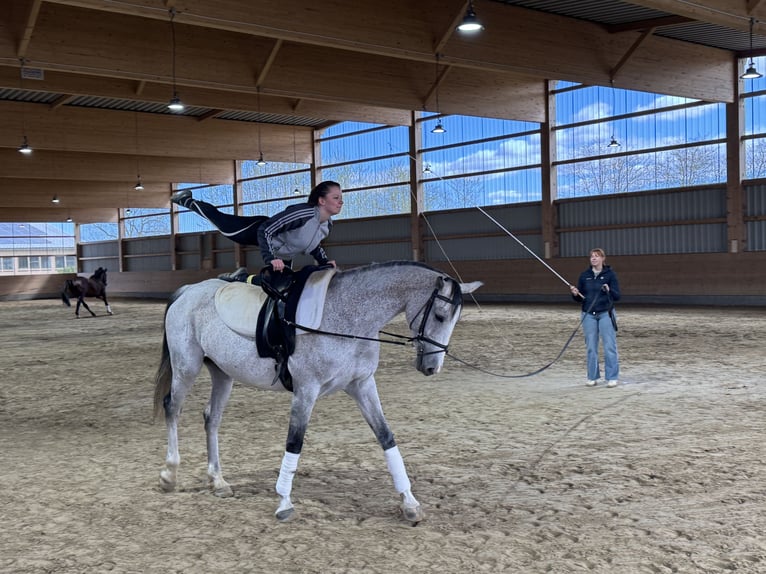 Westphalien Jument 11 Ans 169 cm Gris in Ganschow