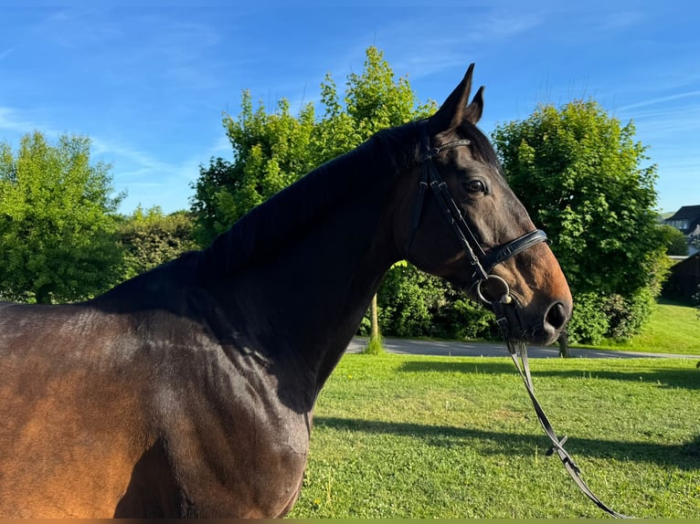 Westphalien Jument 11 Ans 170 cm Bai brun foncé in Schmallenberg