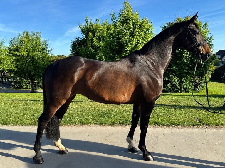 Westphalien Jument 11 Ans 170 cm Bai brun foncé in Schmallenberg