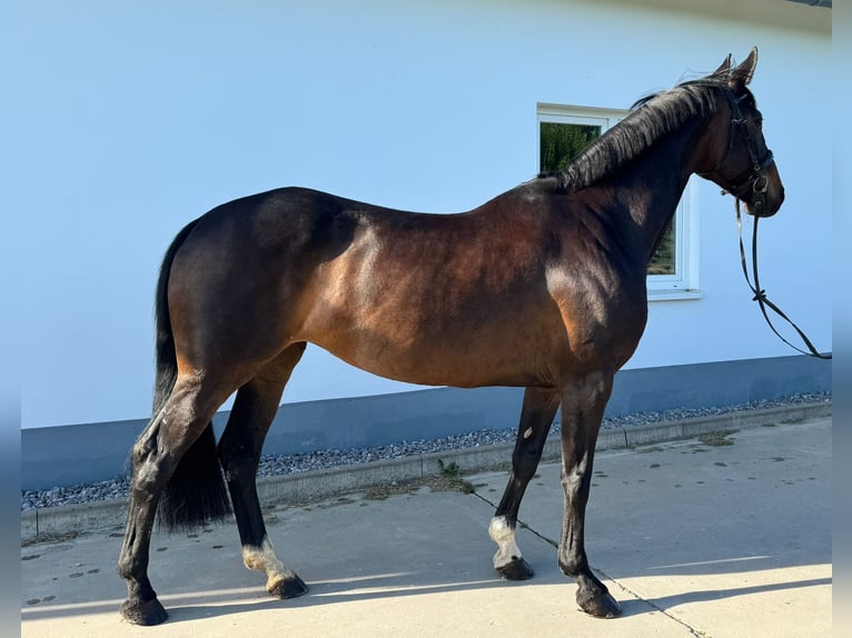 Westphalien Jument 11 Ans 170 cm Bai brun foncé in Schmallenberg