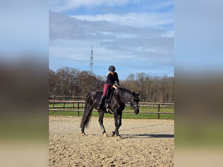 Westphalien Jument 11 Ans 171 cm Noir in Viersen