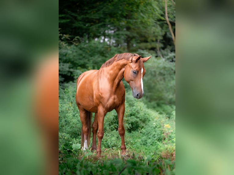 Westphalien Jument 11 Ans 172 cm Alezan in Schwäbisch Hall