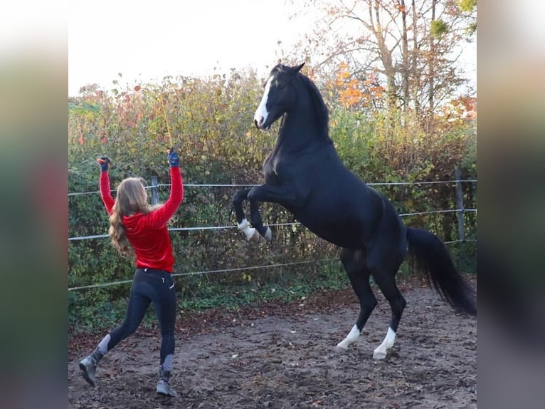 Westphalien Jument 12 Ans 154 cm Noir in Untergruppenbach