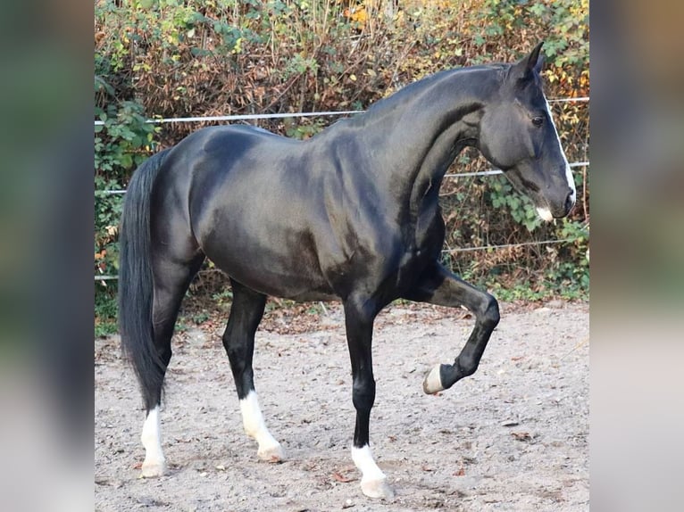 Westphalien Jument 12 Ans 154 cm Noir in Untergruppenbach