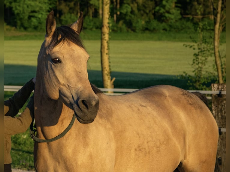 Westphalien Jument 12 Ans 155 cm Buckskin in Thundorf TG