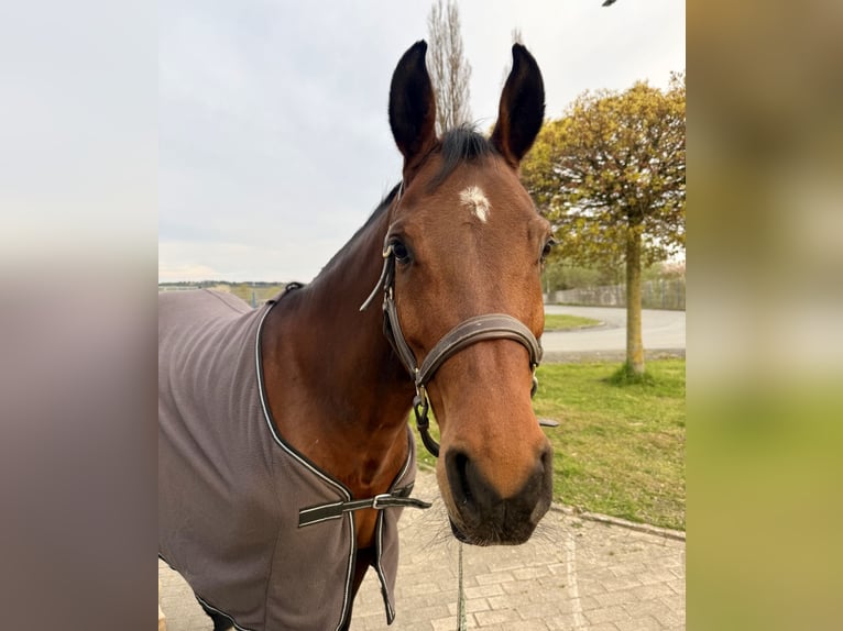 Westphalien Jument 12 Ans 157 cm Bai in Steinheim