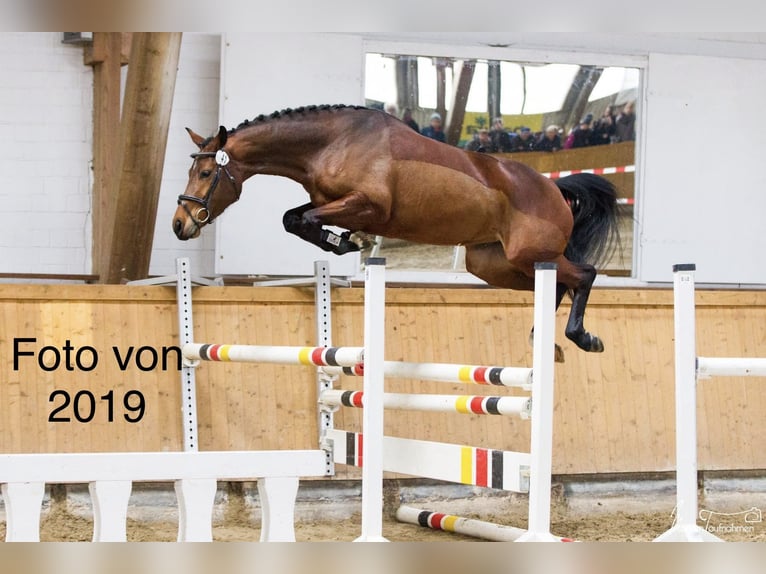 Westphalien Jument 12 Ans 157 cm Bai in Steinheim
