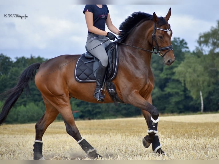 Westphalien Jument 12 Ans 163 cm Bai in Harsewinkel