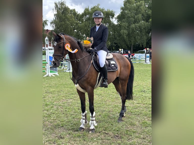 Westphalien Jument 12 Ans 163 cm Bai in Drensteinfurt