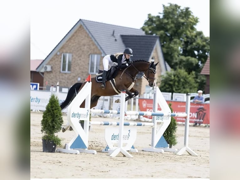 Westphalien Jument 12 Ans 163 cm Bai in Drensteinfurt