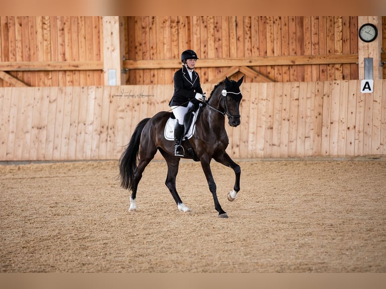 Westphalien Jument 12 Ans 163 cm Noir in Großlangheim