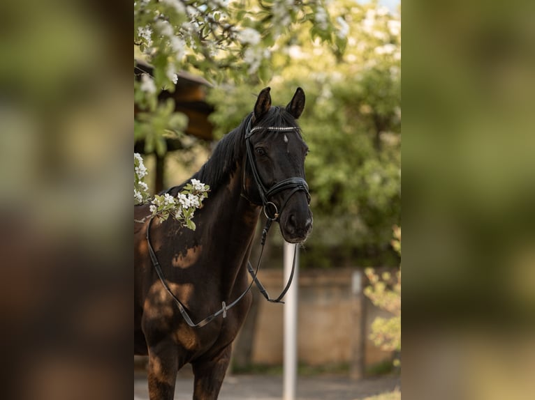 Westphalien Jument 12 Ans 163 cm Noir in Tauberrettersheim