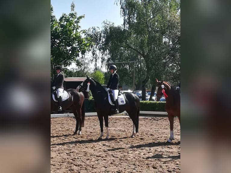 Westphalien Jument 12 Ans 164 cm Noir in Isernhagen