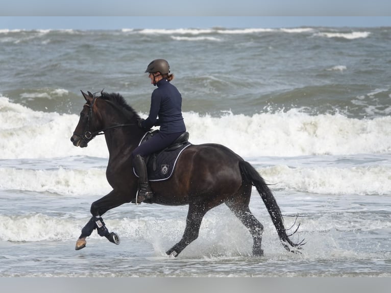 Westphalien Jument 12 Ans 165 cm Bai brun in Ahlen