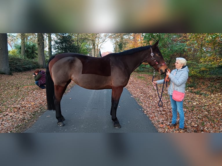 Westphalien Jument 12 Ans 165 cm Bai in Rheine