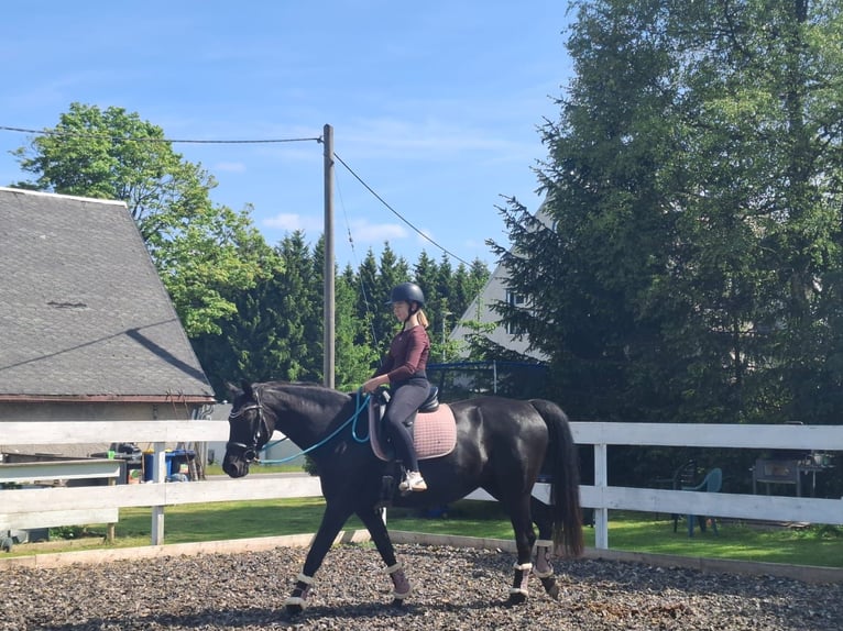 Westphalien Jument 12 Ans 165 cm Noir in Marienberg