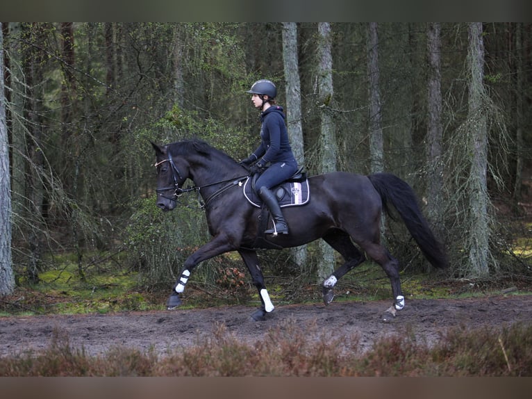 Westphalien Jument 12 Ans 166 cm Noir in Delbrück