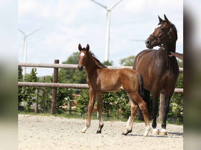 Westphalien Jument 12 Ans 167 cm Bai brun in Ahlen