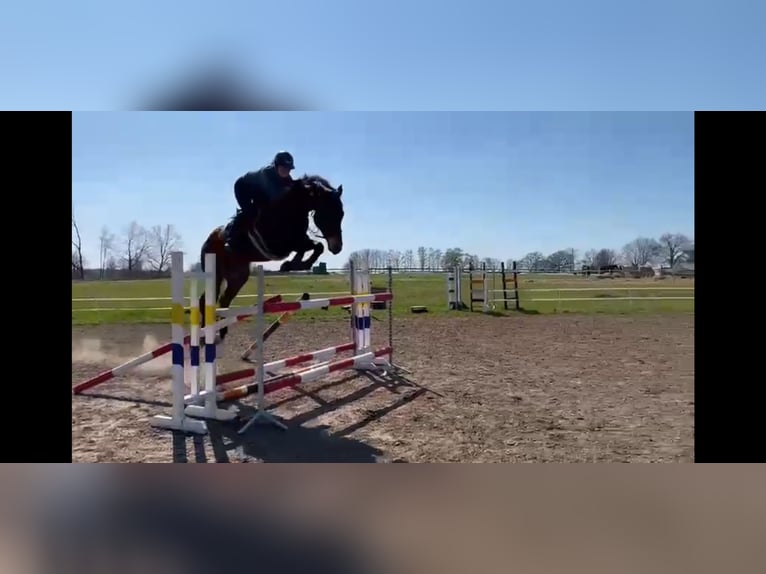 Westphalien Jument 12 Ans 170 cm Bai in Szczecin