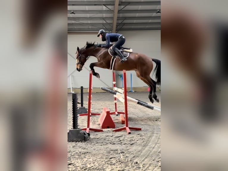 Westphalien Jument 12 Ans 170 cm Bai in Szczecin