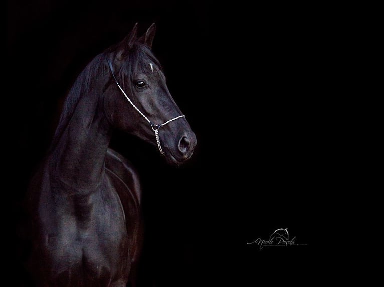 Westphalien Jument 12 Ans 170 cm Noir in Sprockh&#xF6;vel