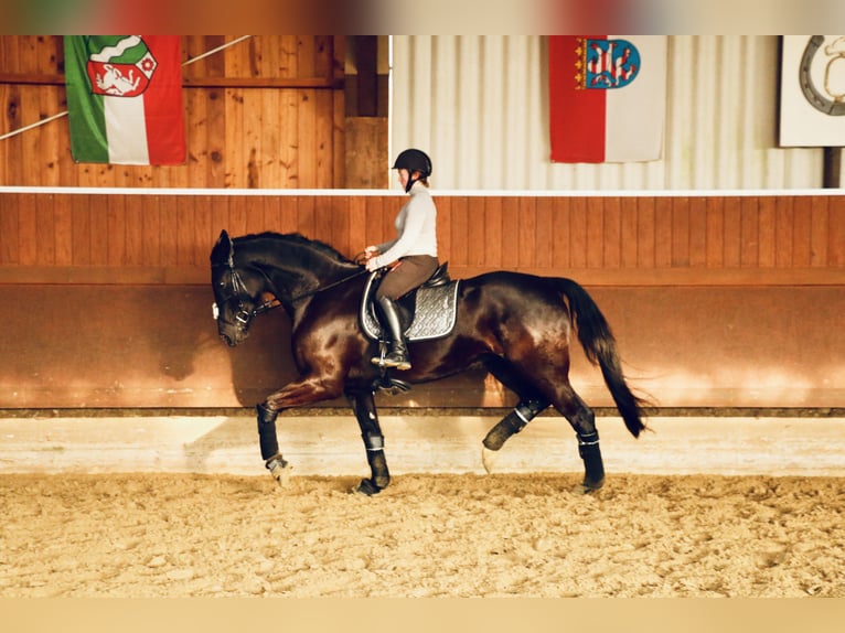 Westphalien Jument 12 Ans 170 cm Noir in Sprockh&#xF6;vel