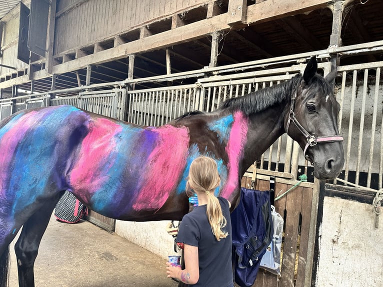Westphalien Jument 12 Ans 170 cm Noir in Sprockh&#xF6;vel