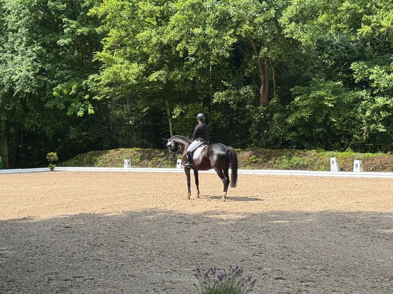 Westphalien Jument 12 Ans 170 cm Noir in Rheinstetten