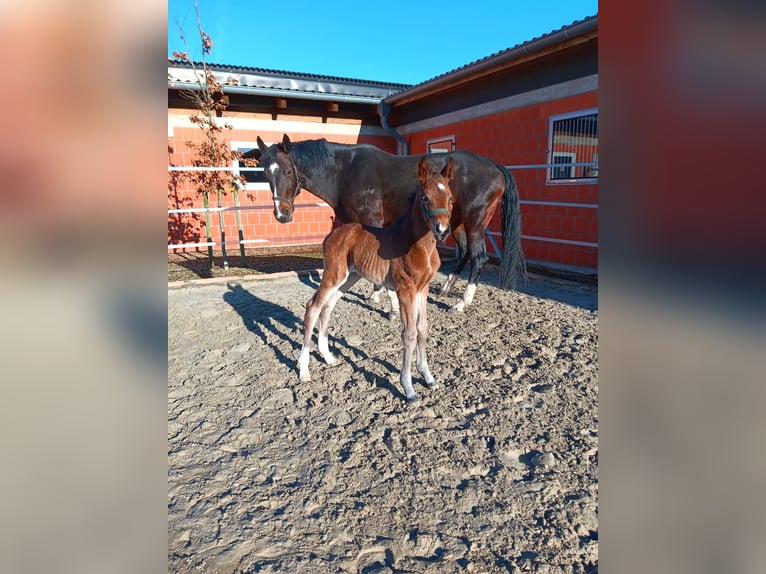 Westphalien Jument 12 Ans 171 cm Bai brun in Hörstel