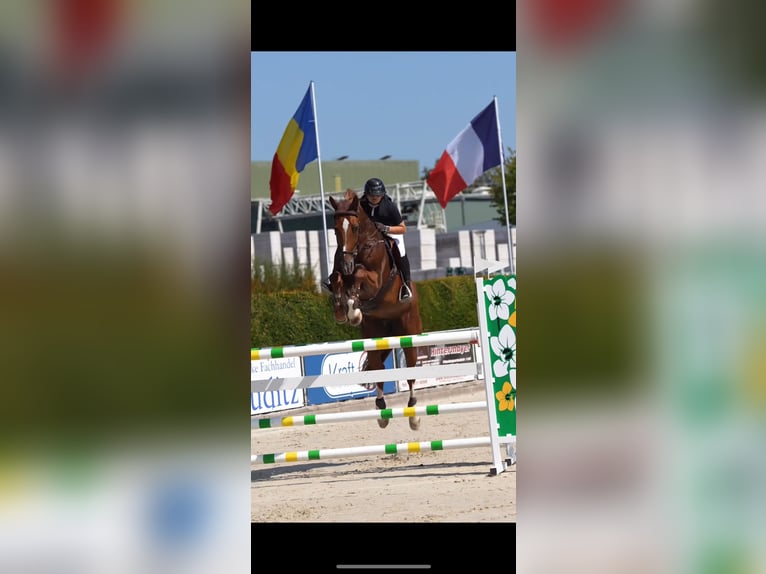 Westphalien Jument 12 Ans 172 cm Alezan in Niedereschach