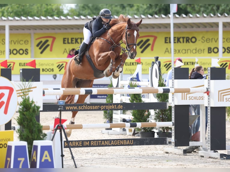 Westphalien Jument 12 Ans 172 cm Alezan in Niedereschach