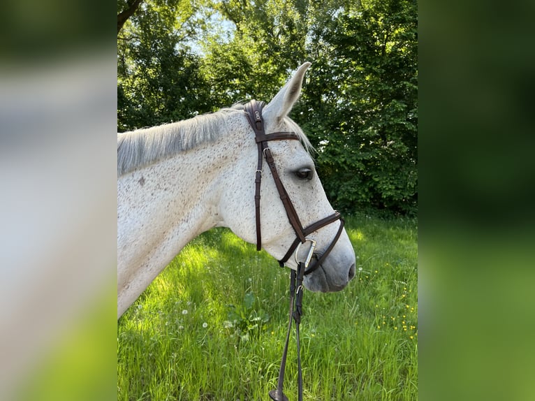 Westphalien Jument 12 Ans 172 cm Gris in Harsewinkel