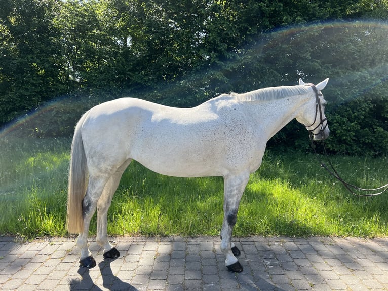 Westphalien Jument 12 Ans 172 cm Gris in Harsewinkel