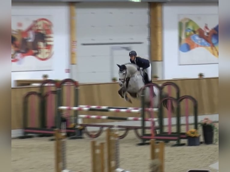 Westphalien Jument 12 Ans 172 cm Gris in Harsewinkel