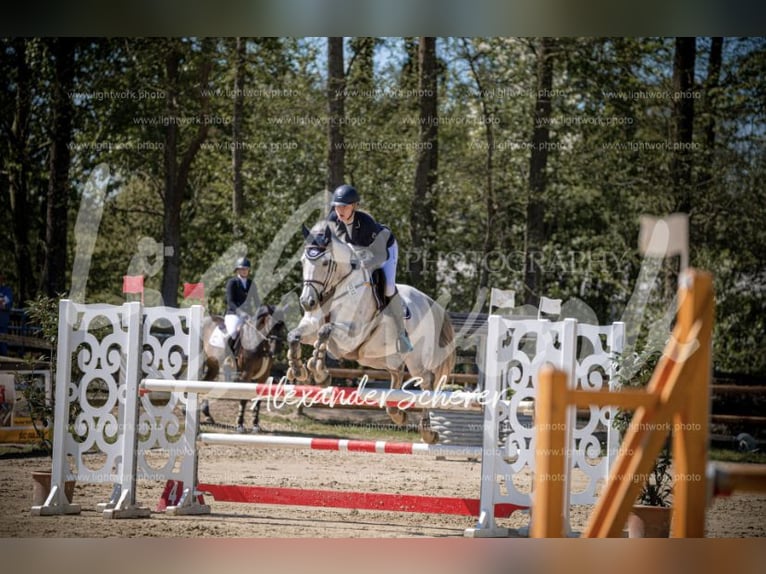 Westphalien Jument 12 Ans 172 cm Gris in Harsewinkel