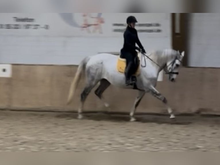 Westphalien Jument 12 Ans 174 cm Gris pommelé in Eschershausen