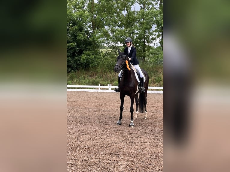 Westphalien Jument 12 Ans 174 cm Noir in Heddesheim