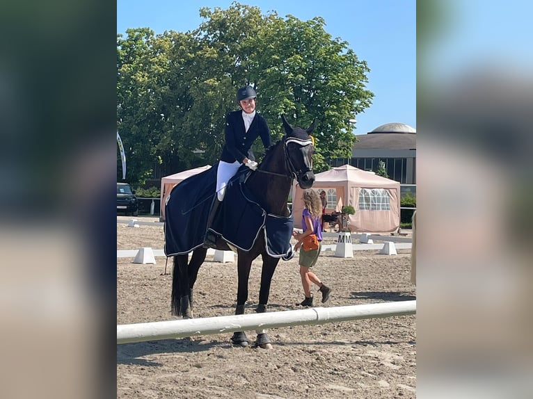Westphalien Jument 12 Ans 174 cm Noir in Heddesheim