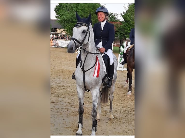 Westphalien Jument 13 Ans 163 cm Gris in Ibbenb&#xFC;ren