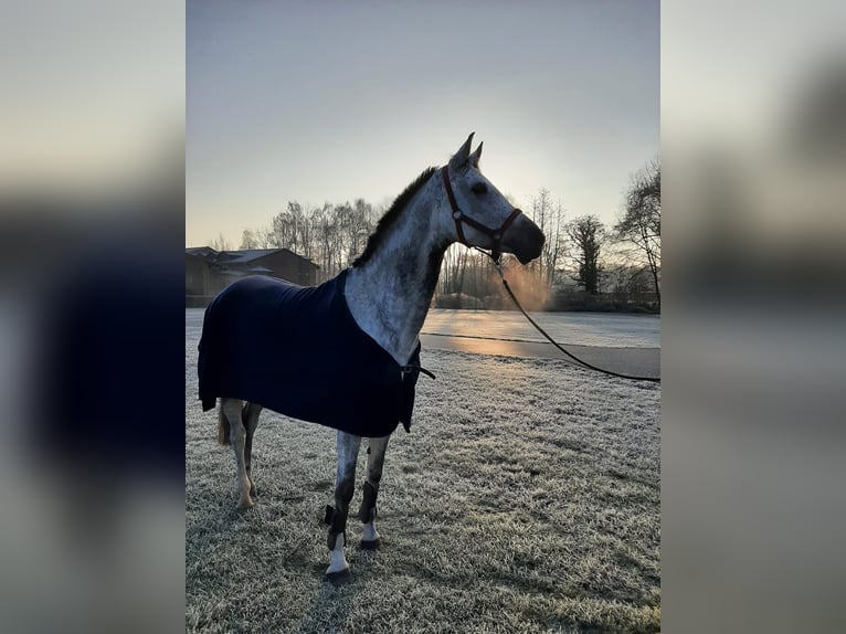 Westphalien Jument 13 Ans 163 cm Gris in Ibbenb&#xFC;ren