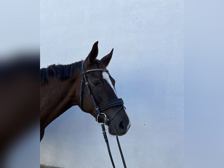 Westphalien Jument 13 Ans 165 cm Alezan brûlé in Kernen im Remstal