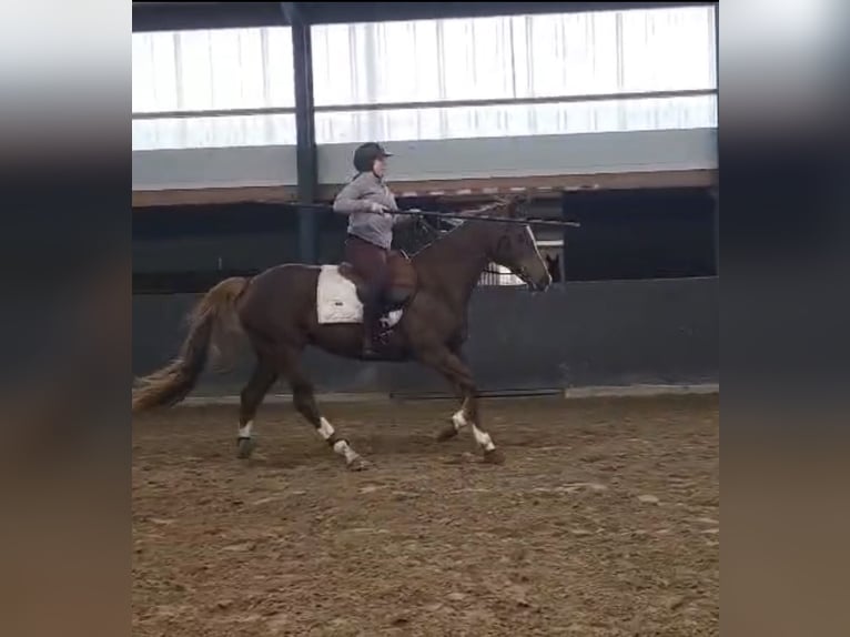 Westphalien Jument 13 Ans 165 cm Alezan brûlé in Breda