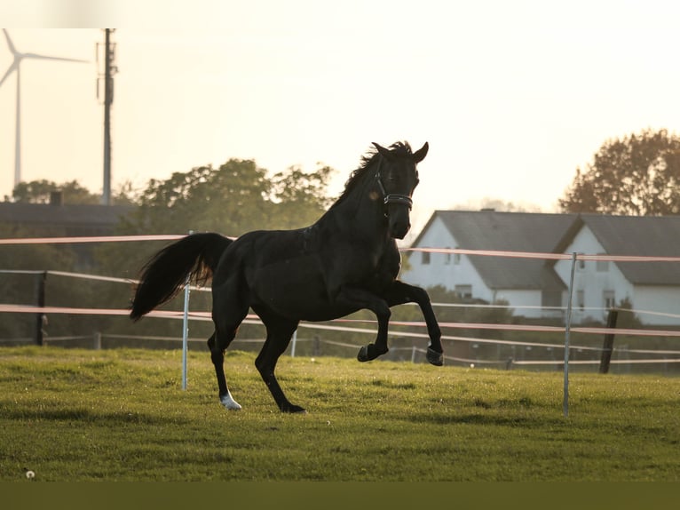 Westphalien Jument 13 Ans 165 cm Noir in Soest
