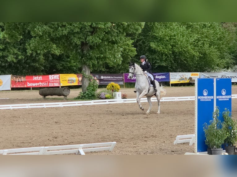 Westphalien Jument 13 Ans 166 cm Gris moucheté in Langen