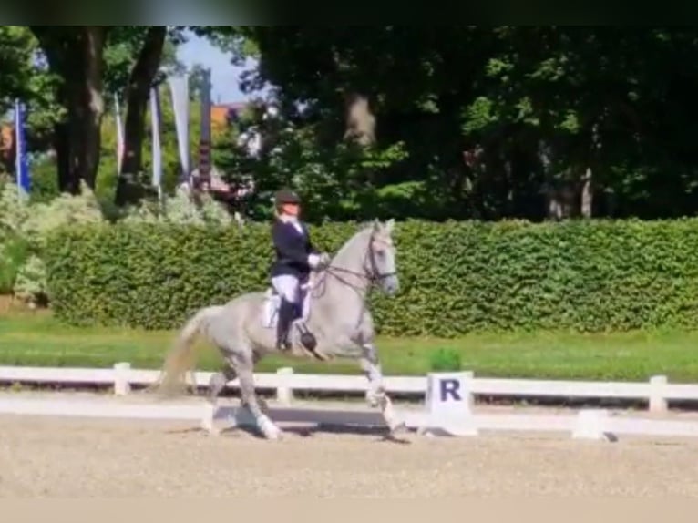 Westphalien Jument 13 Ans 166 cm Gris moucheté in Langen