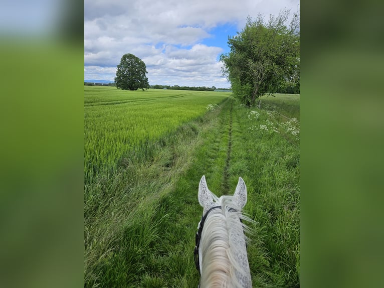 Westphalien Jument 13 Ans 166 cm Gris pommelé in Langen