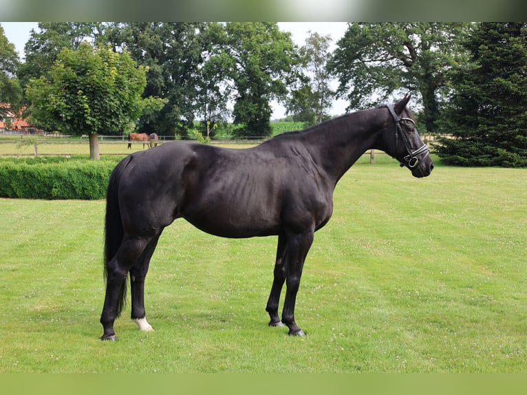 Westphalien Jument 13 Ans 166 cm Noir in Haftenkamp