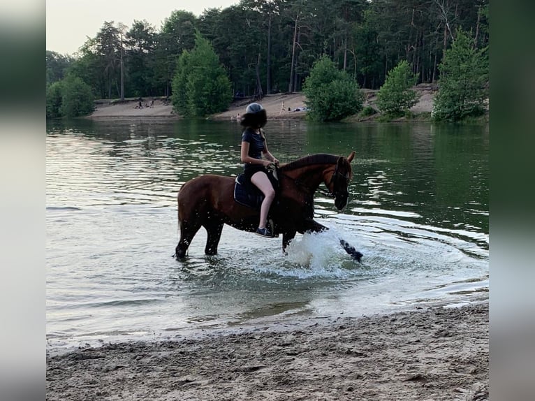 Westphalien Jument 13 Ans 167 cm Alezan in Ibbenbüren