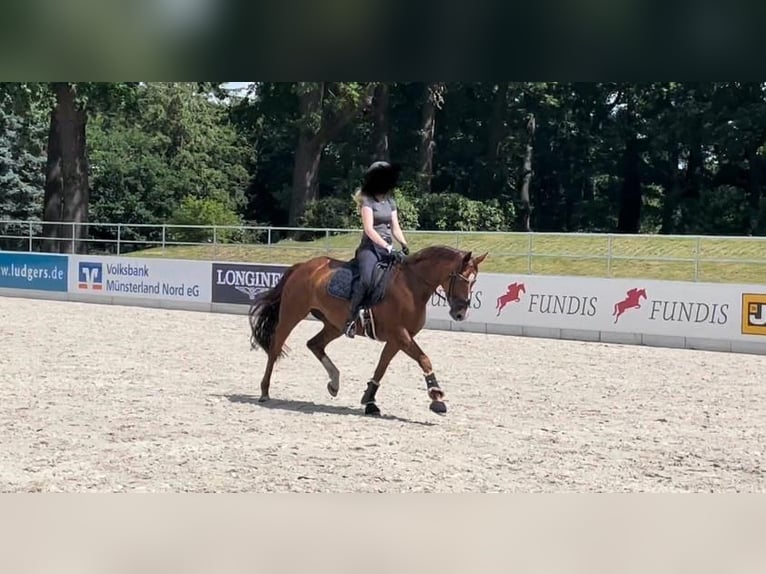 Westphalien Jument 13 Ans 167 cm Alezan in Ibbenbüren